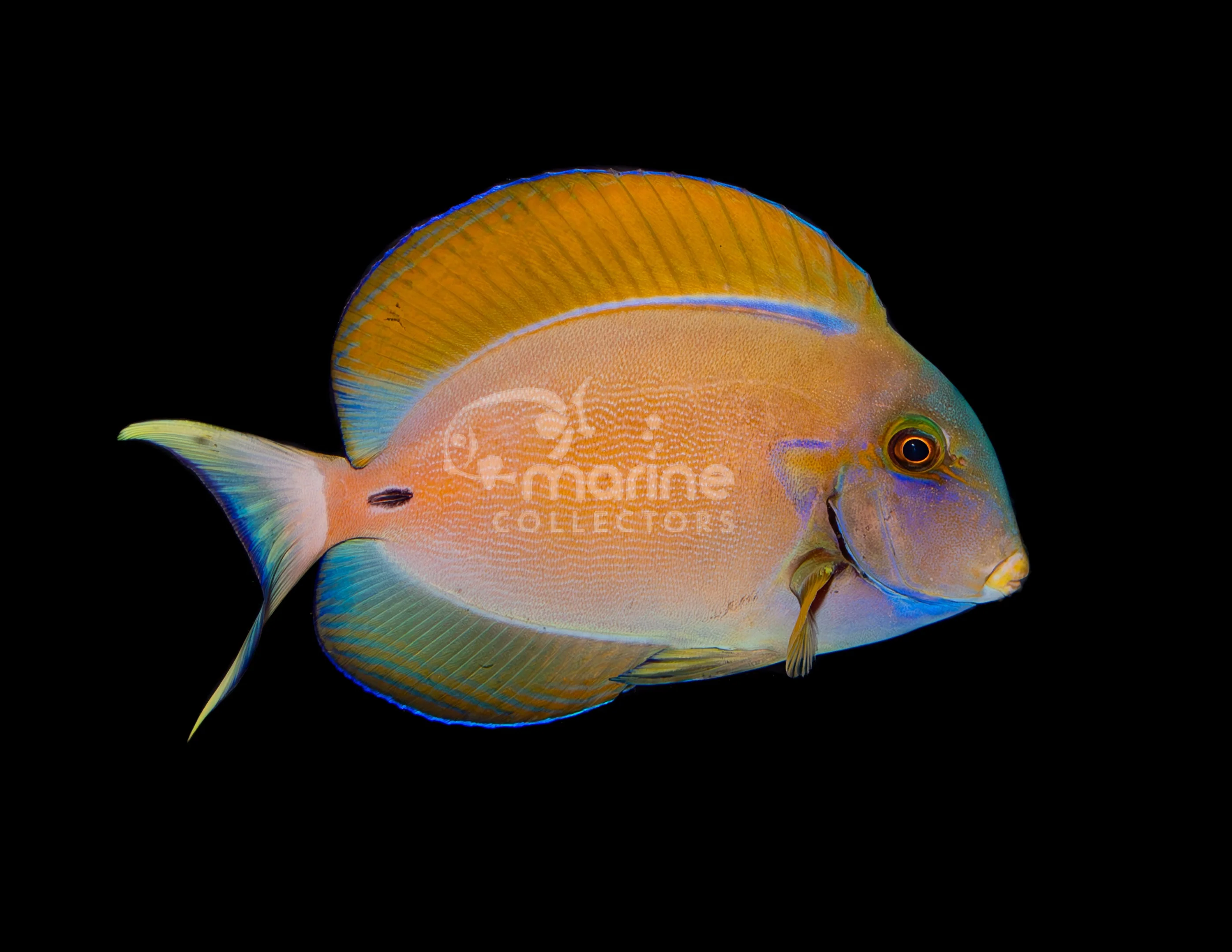 Just The Fish (No Quarantine)