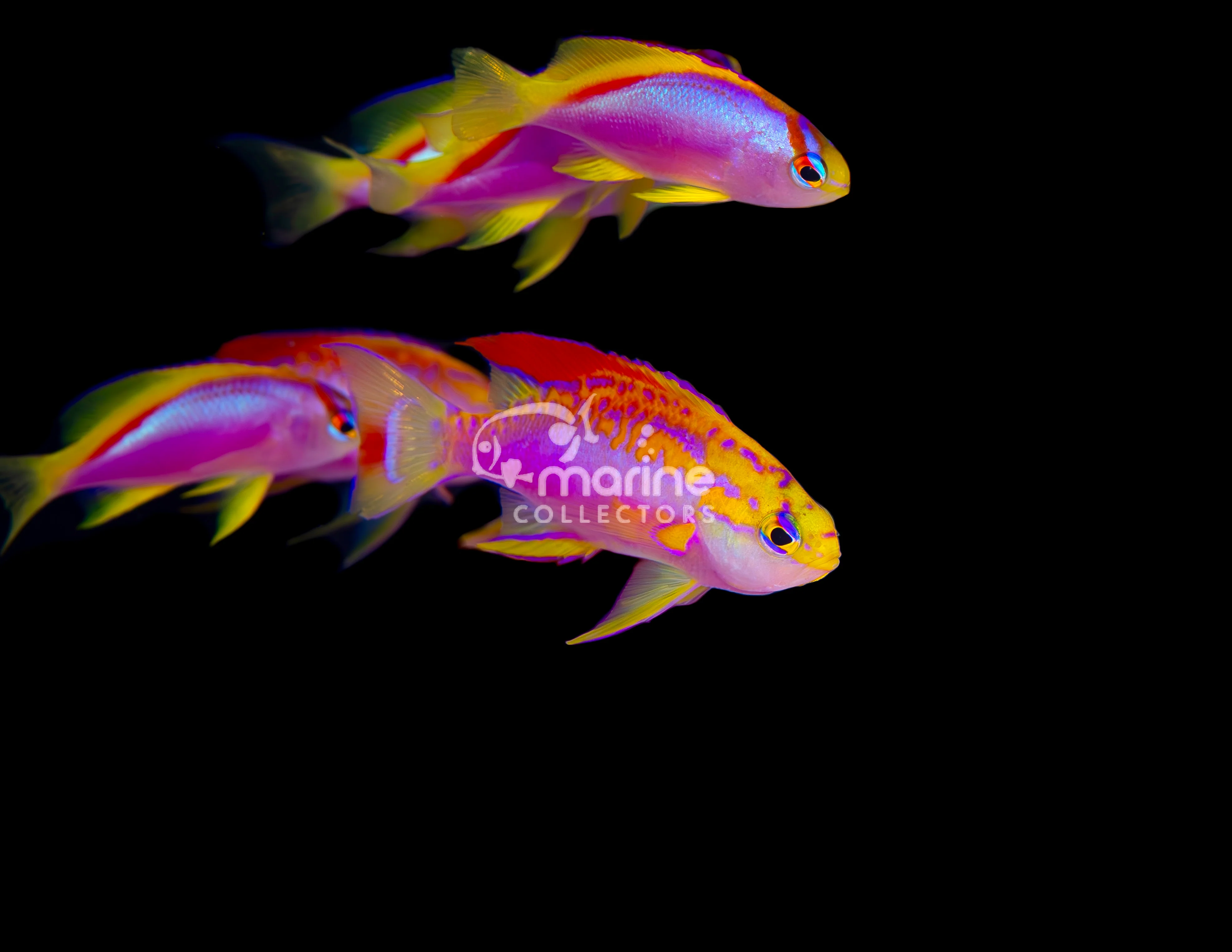 Anthias